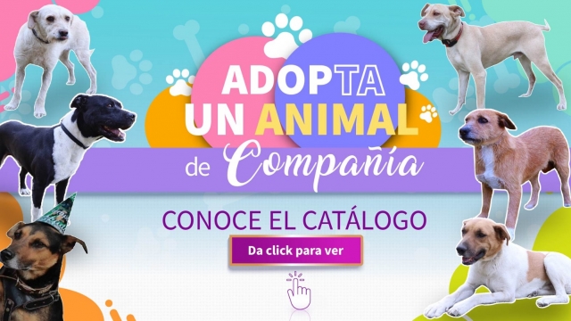 Catálogo Adopta un Animal de Compañía
