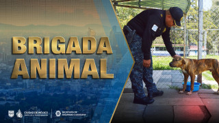 1782: Efectivos de la BVA de la SSC resguardaron una garza que fue encontrada herida, en la alcaldía Azcapotzalco